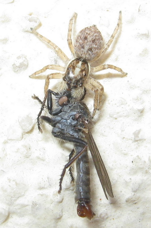 Menemerus semilimbatus